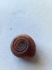 Helicodonta obvoluta