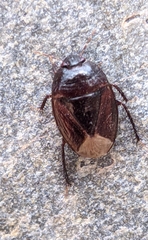 Macroscytus brunneus