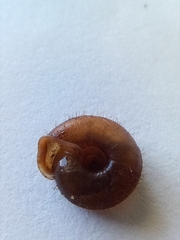 Helicodonta obvoluta