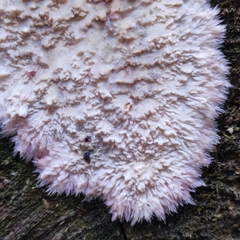 Phlebia centrifuga