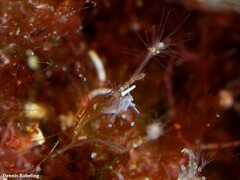 Flabellina dushia