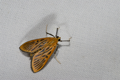 Tyspanodes striata