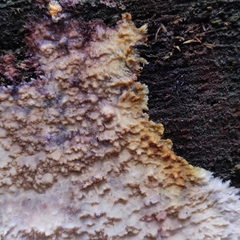 Phlebia centrifuga