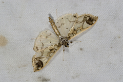 Polythlipta divaricata