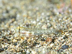 Gnatholepis thompsoni
