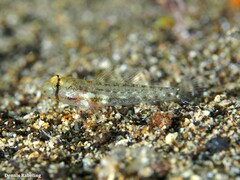 Gnatholepis thompsoni