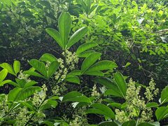 Melicope semecarpifolia