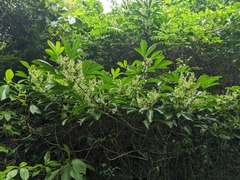 Melicope semecarpifolia