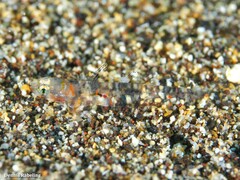 Gnatholepis thompsoni