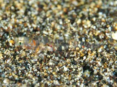 Gnatholepis thompsoni