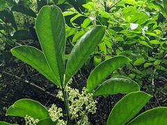 Melicope semecarpifolia