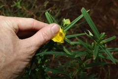 Hibbertia longifolia