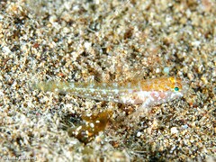 Vanneaugobius canariensis
