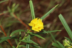Hibbertia longifolia