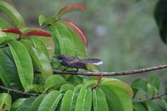 Rhipidura javanica