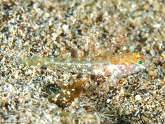 Vanneaugobius canariensis