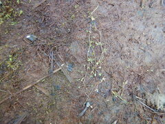 Ranunculus samojedorum