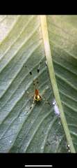 Phylloneta pictipes