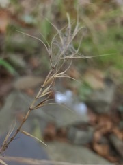 Elymus