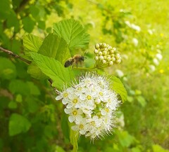 Andrena milwaukeensis