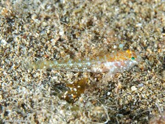 Vanneaugobius canariensis