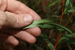 Hibbertia longifolia