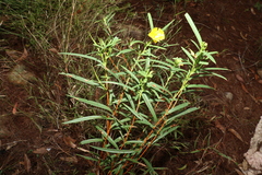 Hibbertia longifolia