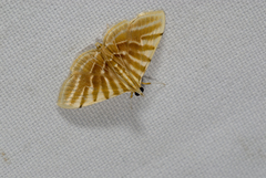 Pagyda auroralis