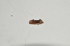 Gonodonta
