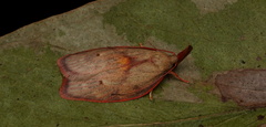 Enchocrates glaucopis