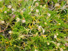 Moehringia ciliata