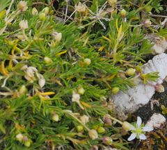 Moehringia ciliata