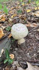 Amanita citrina