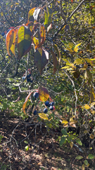 Chionanthus virginicus