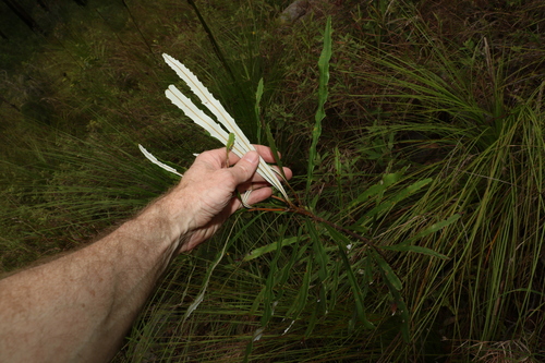 Image of Banksia aquilonia by (c) Greg Tasney, some rights reserved (CC BY-SA)