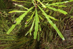Banksia aquilonia