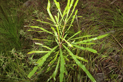 Image of Banksia aquilonia by (c) Greg Tasney, some rights reserved (CC BY-SA)