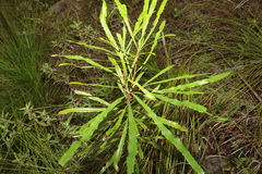 Banksia aquilonia