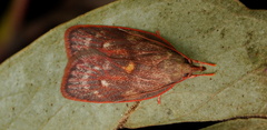 Enchocrates glaucopis