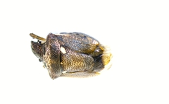 Eysarcoris guttigerus
