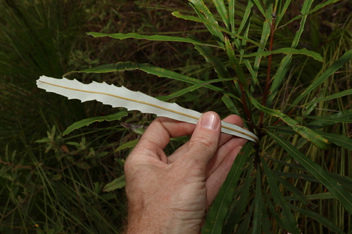Image of Banksia aquilonia by (c) Greg Tasney, some rights reserved (CC BY-SA)