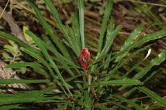 Banksia aquilonia
