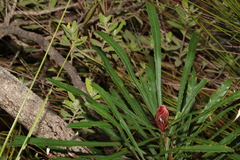 Banksia aquilonia
