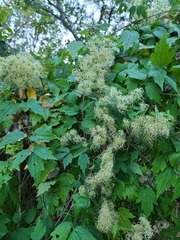 Clematis catesbyana
