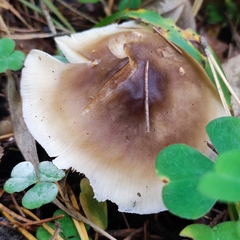 Rhodocollybia asema