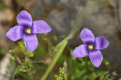 Gentianopsis paludosa