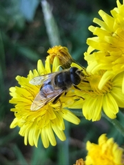 Eristalis tenax