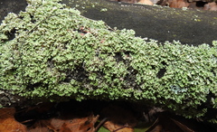 Physcia tenella