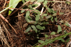 Gonocarpus acanthocarpus