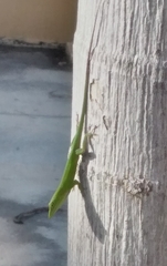 Anolis callainus